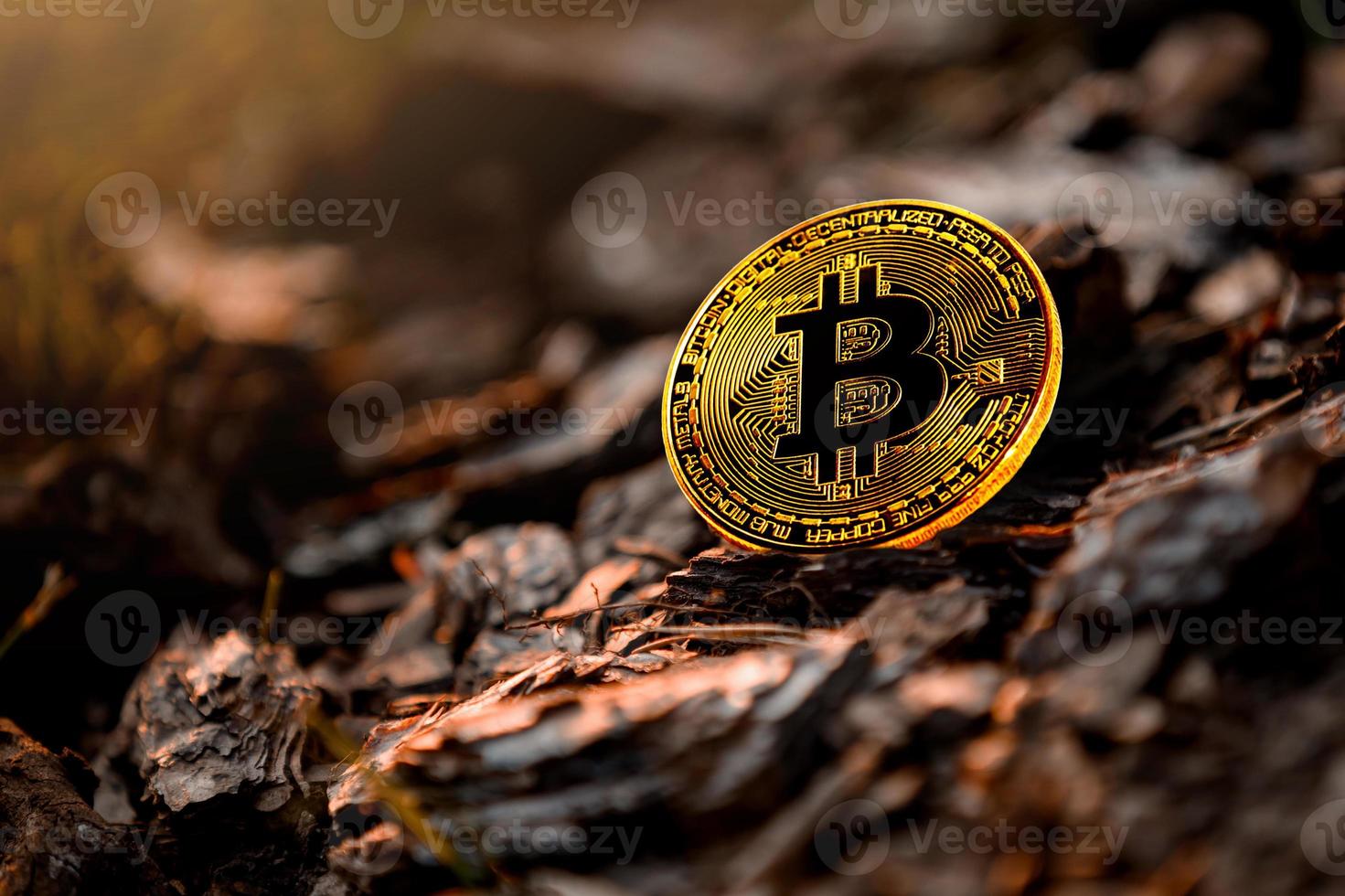 Coin bitcoin in the hollow of a tree to store bitcoins photo