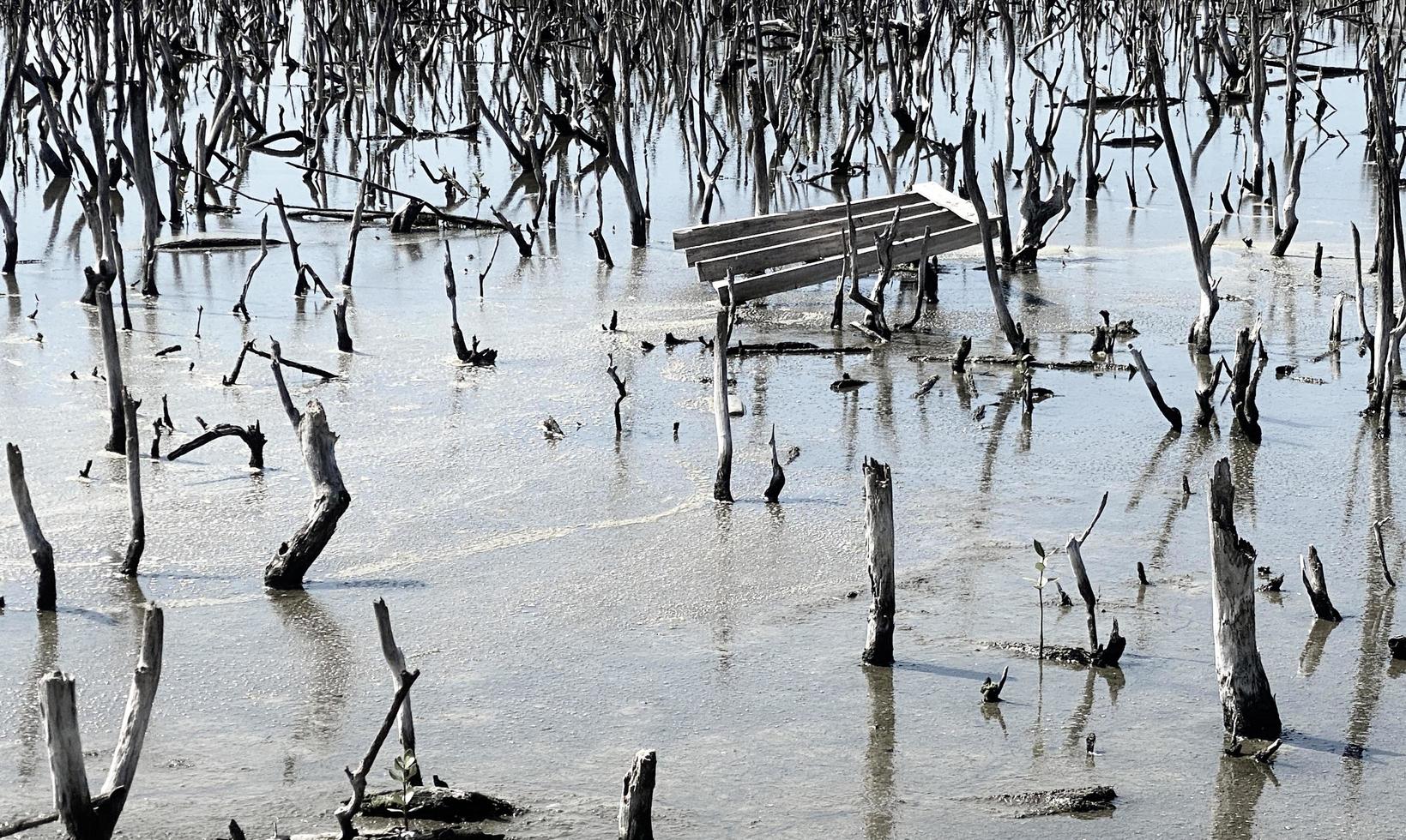 destroyed mangrove forest scenery, destroyed mangrove forest is an ecosystem that has been severely degraded or eliminated such to urbanization, and pollution. Help take care of the mangrove forest. photo