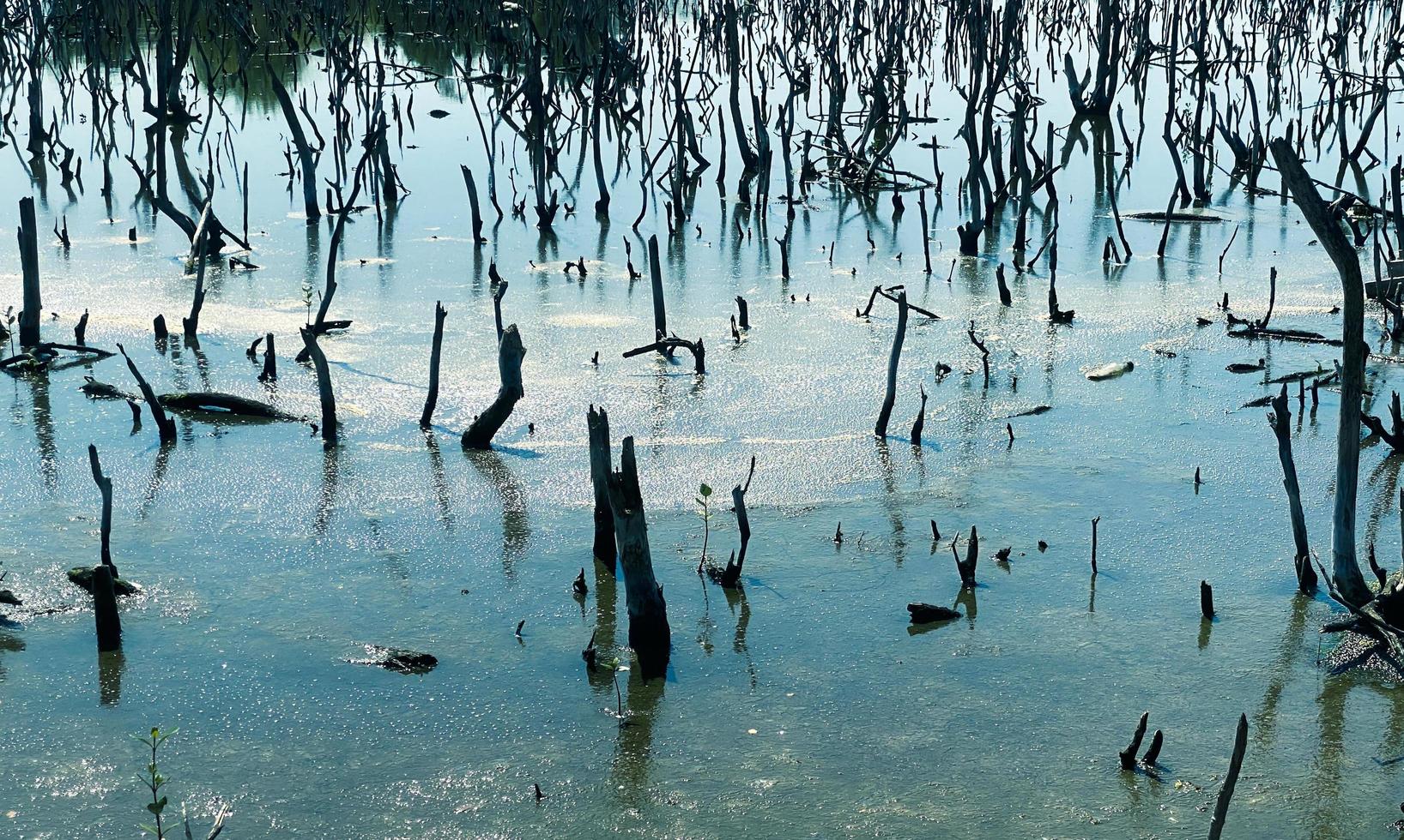 paisaje de bosque de manglar destruido, el bosque de manglar destruido es un ecosistema que ha sido severamente degradado o eliminado debido a la urbanización y la contaminación. ayudar a cuidar el bosque de manglar. foto