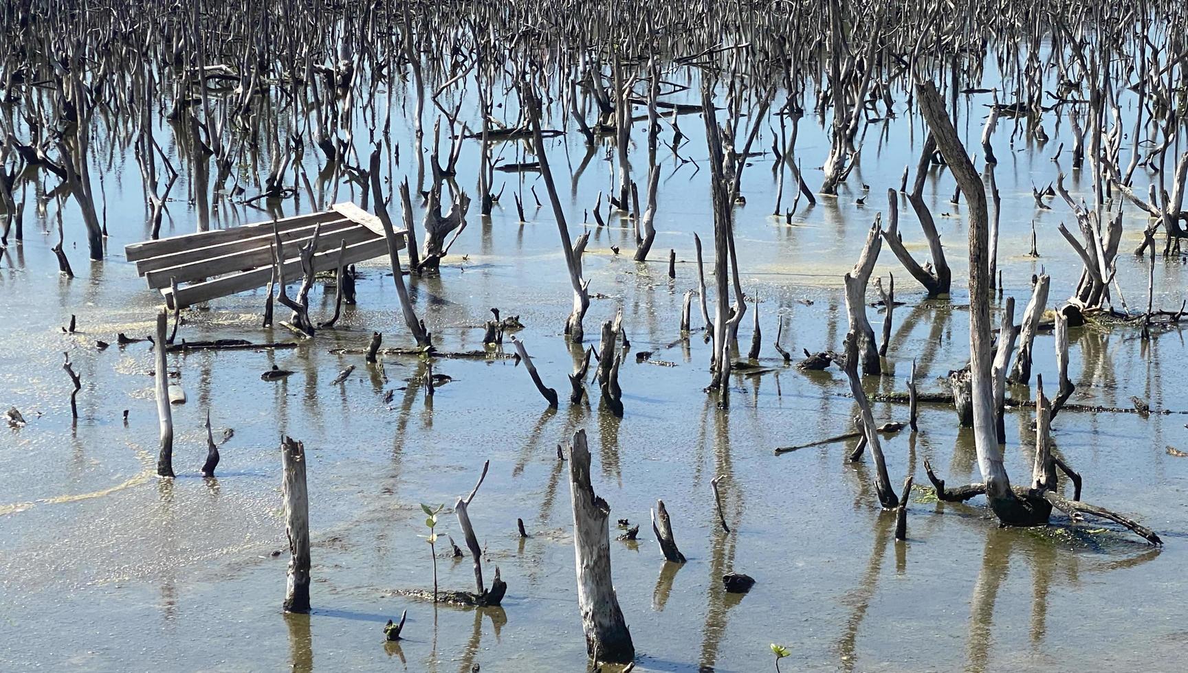 destroyed mangrove forest scenery, destroyed mangrove forest is an ecosystem that has been severely degraded or eliminated such to urbanization, and pollution. Help take care of the mangrove forest. photo