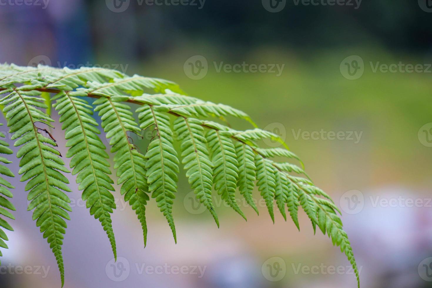 beautiful view of plant leaves exposed to morning dew photo