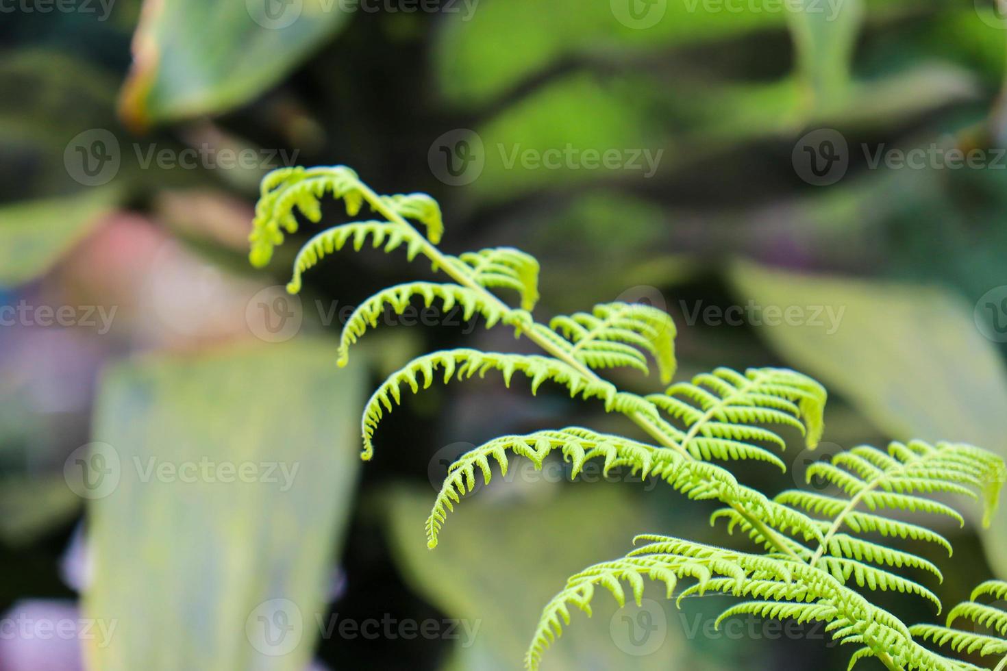 beautiful view of plant leaves exposed to morning dew photo