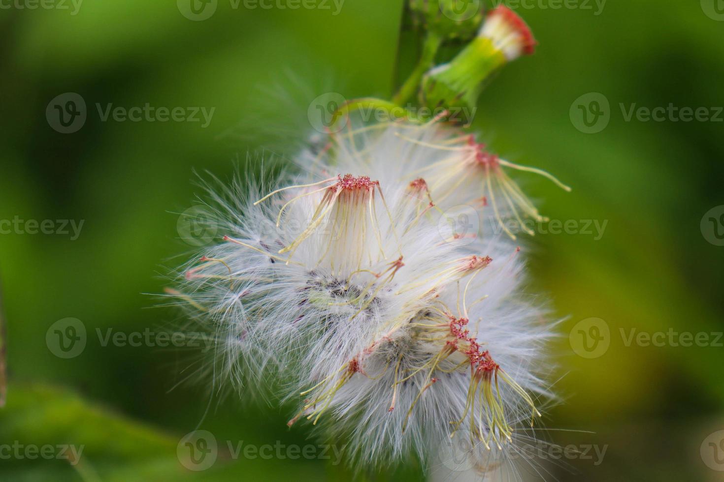 Sintrong Crassocephalum crepidioides is a type of plant belonging to the Asteraceae tribe. This plant is commonly found as a weed on roadsides, in gardens photo
