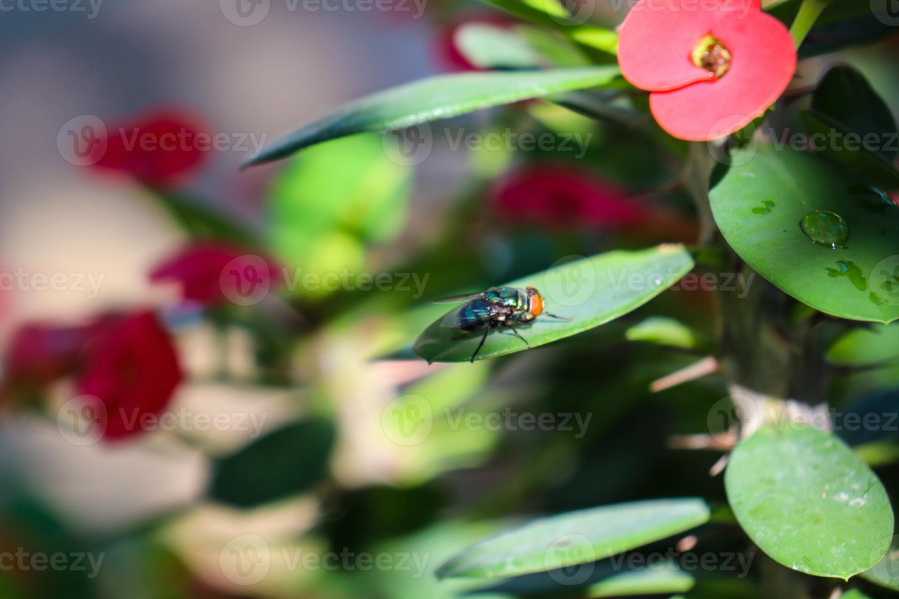 Chrysomya megacephala, better known as the oriental latrine fly or the oriental bluefly, is a