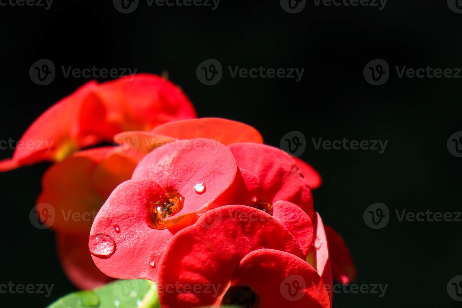 Close up of beautiful Euphorbia milii, crown of thorns, called Corona de Cristo. Crown of thorns flower. Fresh and fresh red Euphorbia milii flowers exposed to dew in the garden. photo