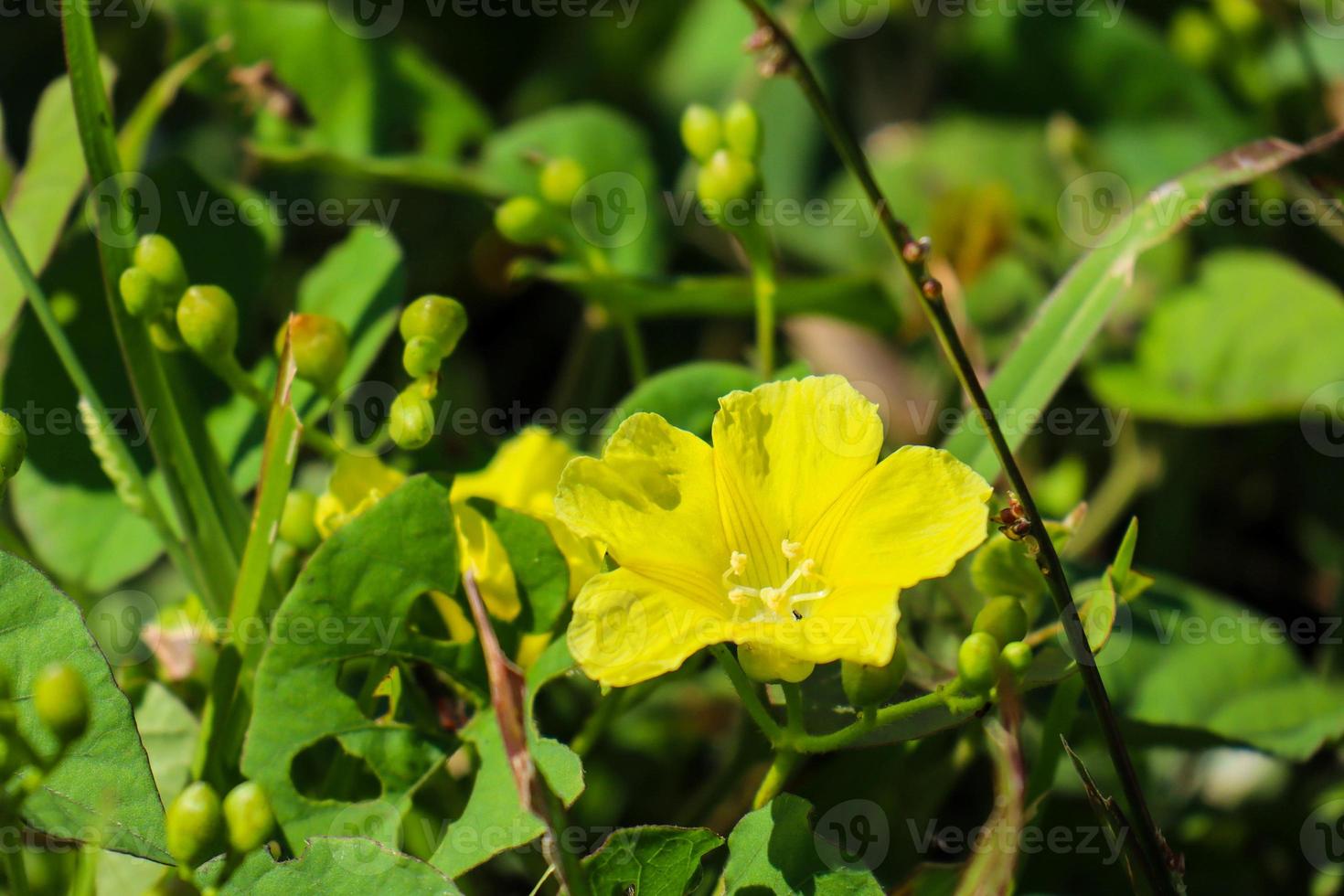 Yellow Merremia hederacea flowers grow wild in the fields. photo