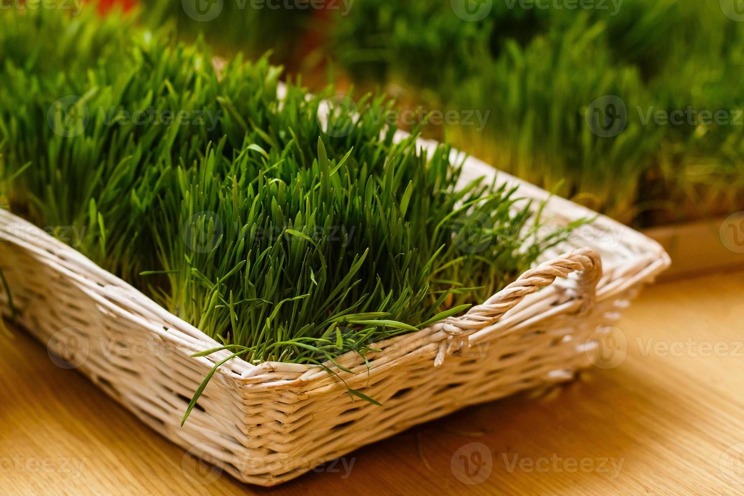 Germinated wheat. Holiday of arrival of spring - Novruz. photo