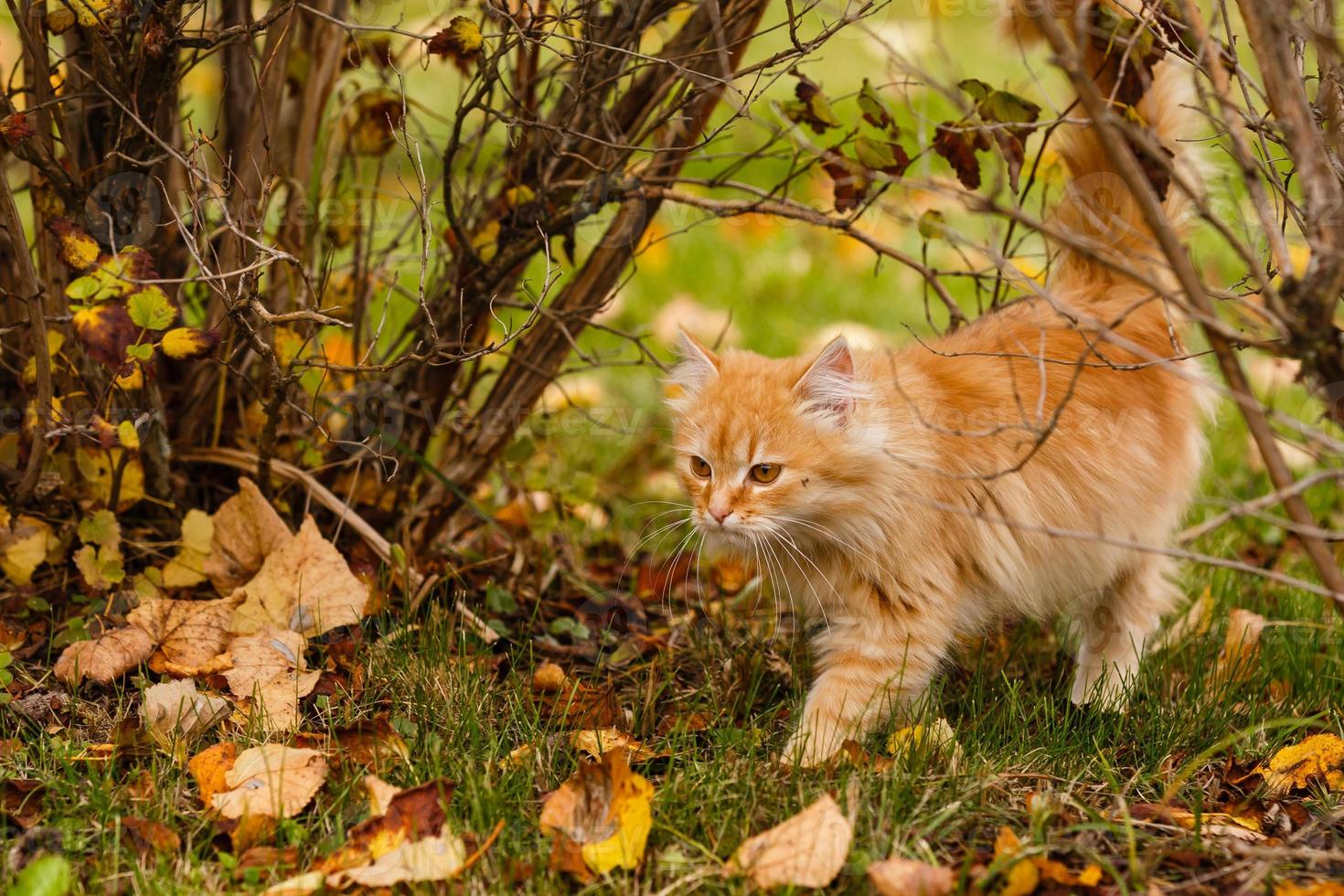 Beautiful cat walking in autumn in november photo