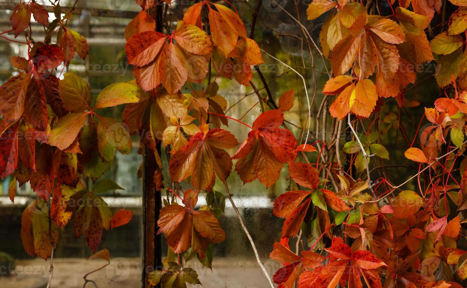 autumn season with maple leaves on ground and trees turning bright colors photo