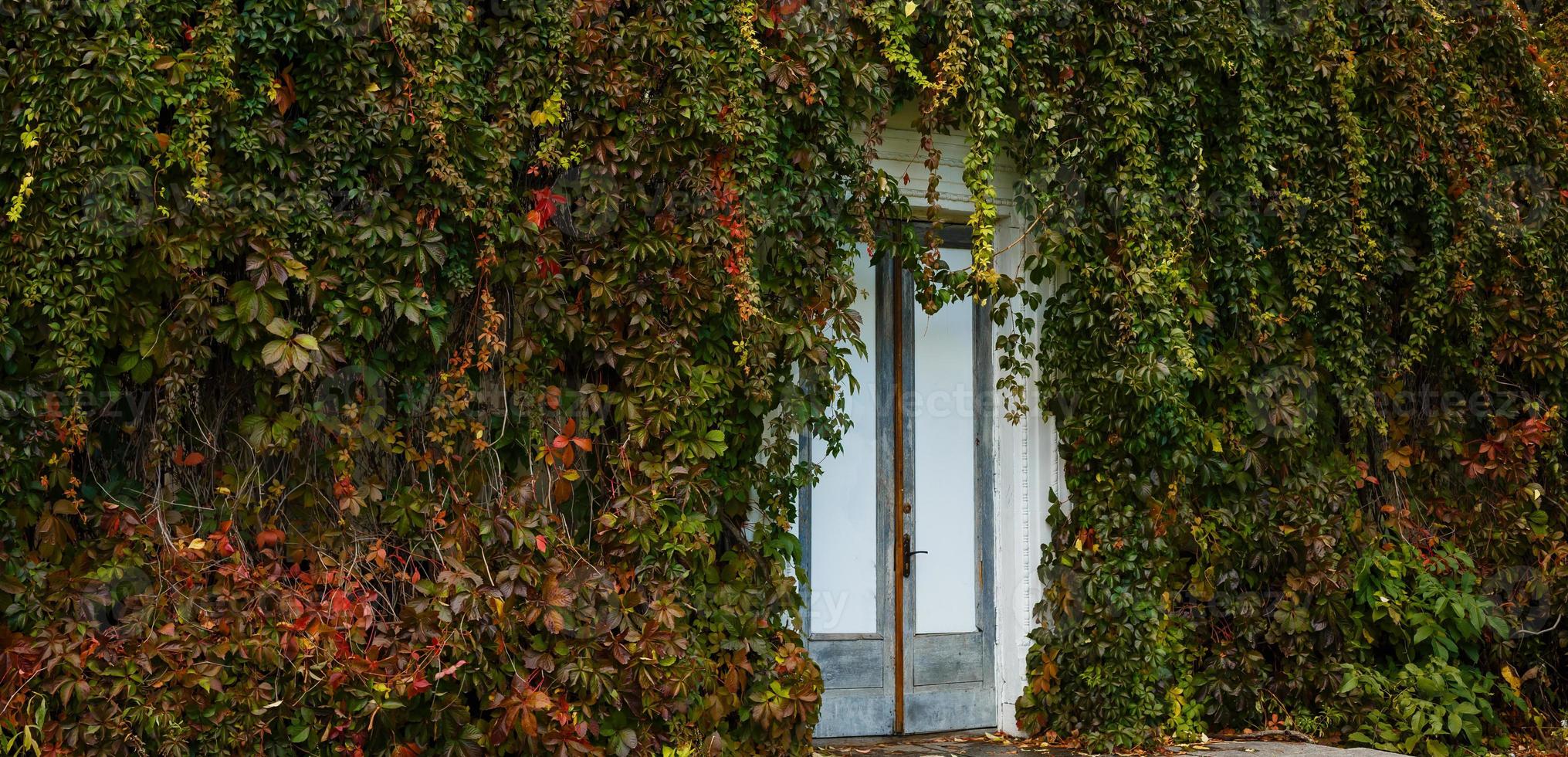 las hojas rojas y verdes de la vid de otoño decoran la pared de piedra y los crecimientos de arbustos de la puerta de madera de la arcilla foto