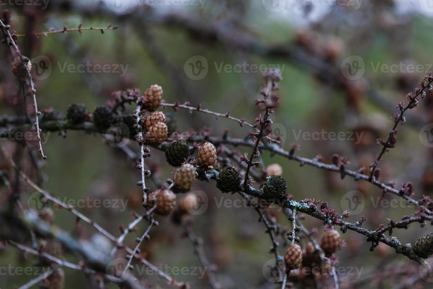 The first bumps on the spring day with little depth photo