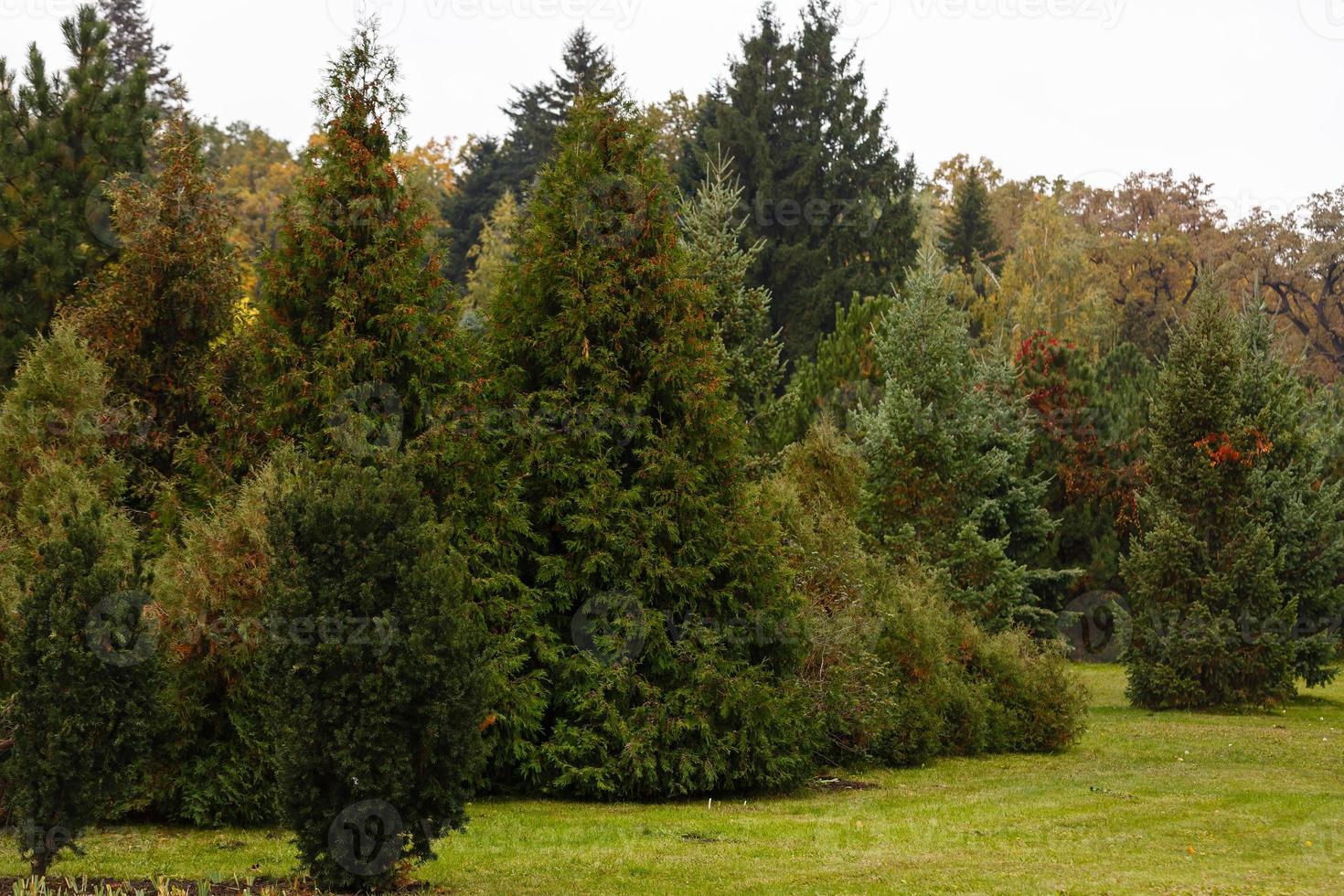 Fir and various trees in the park in autumn photo