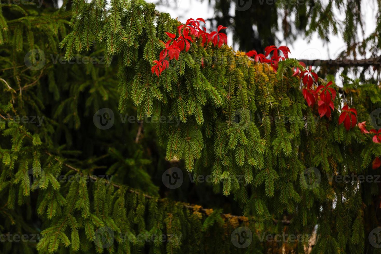 Christmas flowers red poinsettias with green leaves  red leaves on a Christmas tree photo