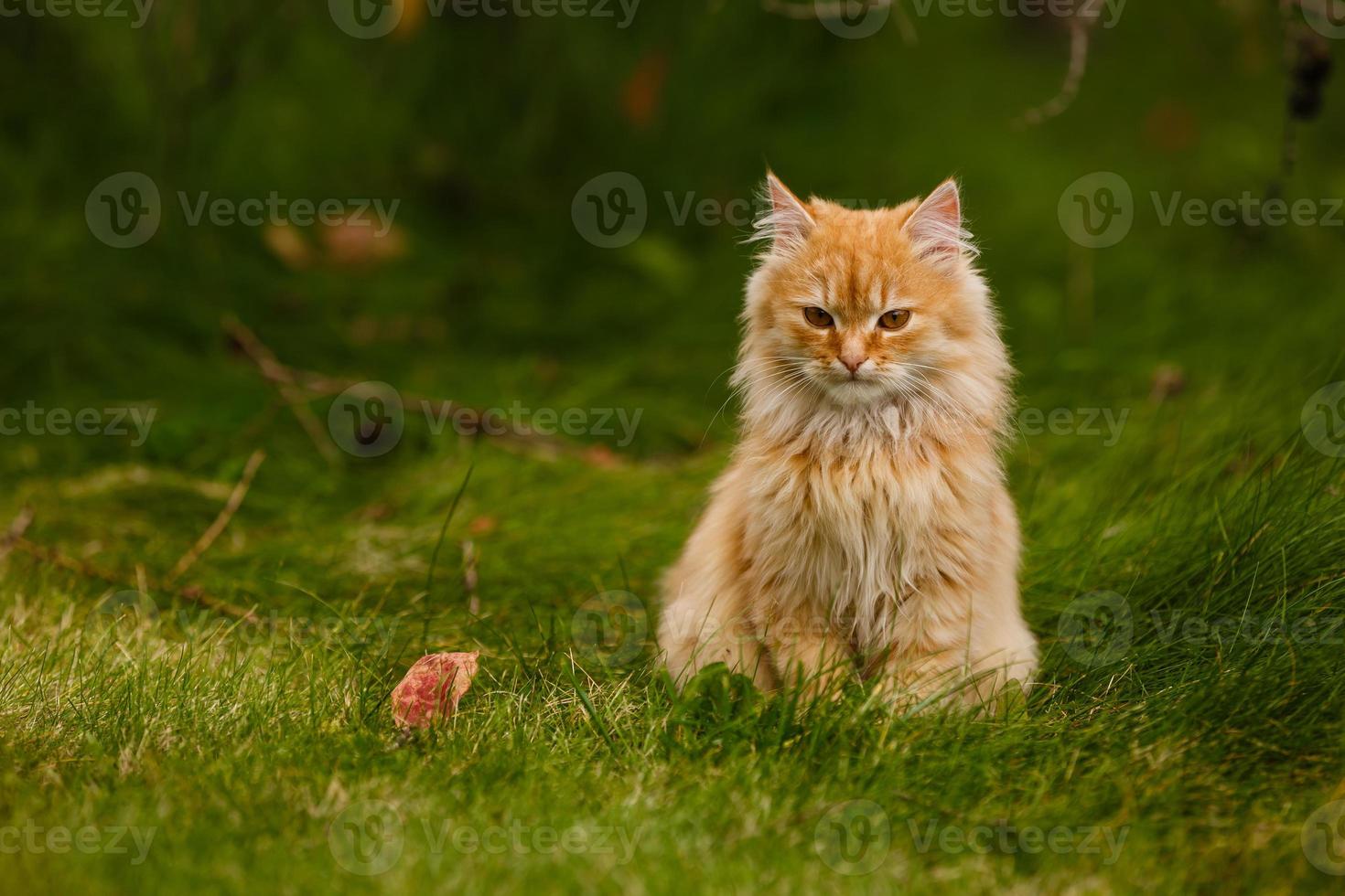 hermoso gato de color naranja vivo y brillante yacía sobre hierba verde en las primeras hojas de arce rojo foto