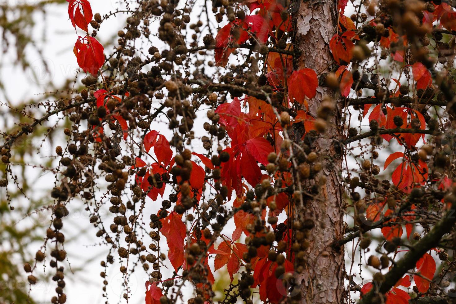 Yew tree with red fruits taxus baccata branch with mature berries red berries growing on photo