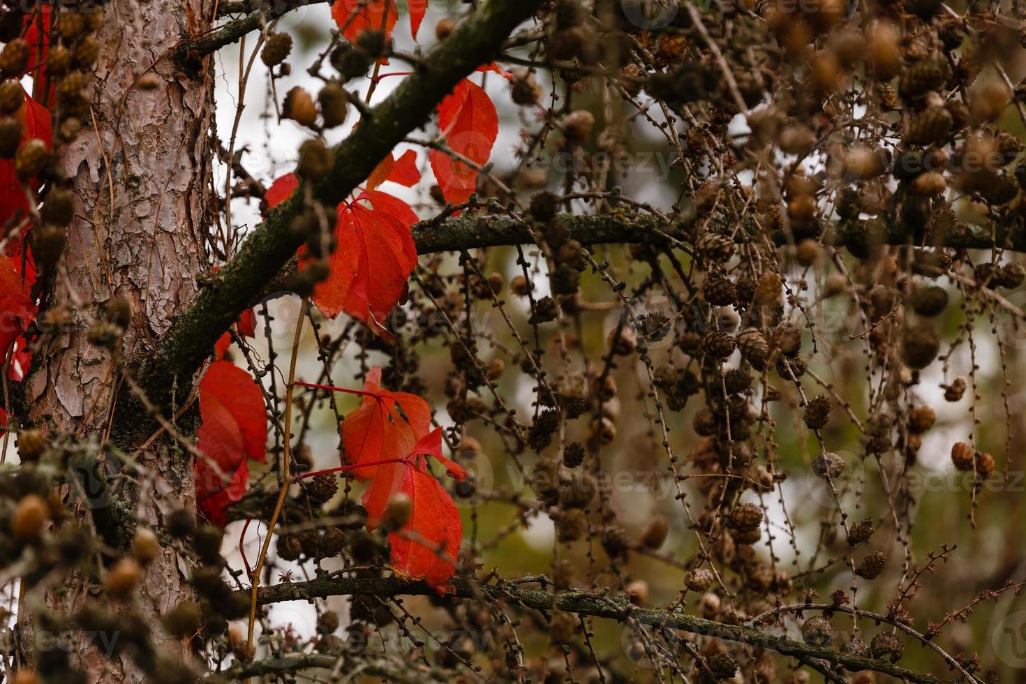 Yew tree with red fruits taxus baccata branch with mature berries red berries growing on photo