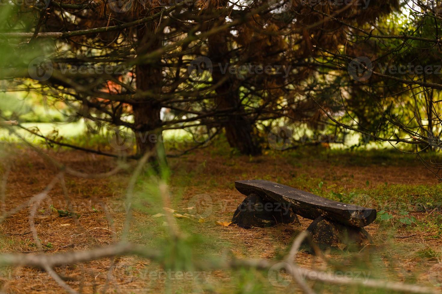 Bench in a park by a tree in autumn at hyde park photo