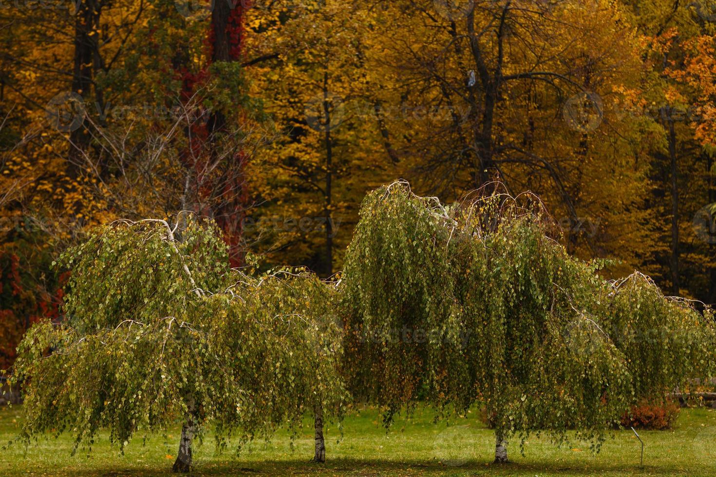 Dwarf Weeping Birch Use In Landscape Design 17656960 Stock Photo At dwarf-weeping-birch-use-in-landscape-design-17656960-stock-photo-at
