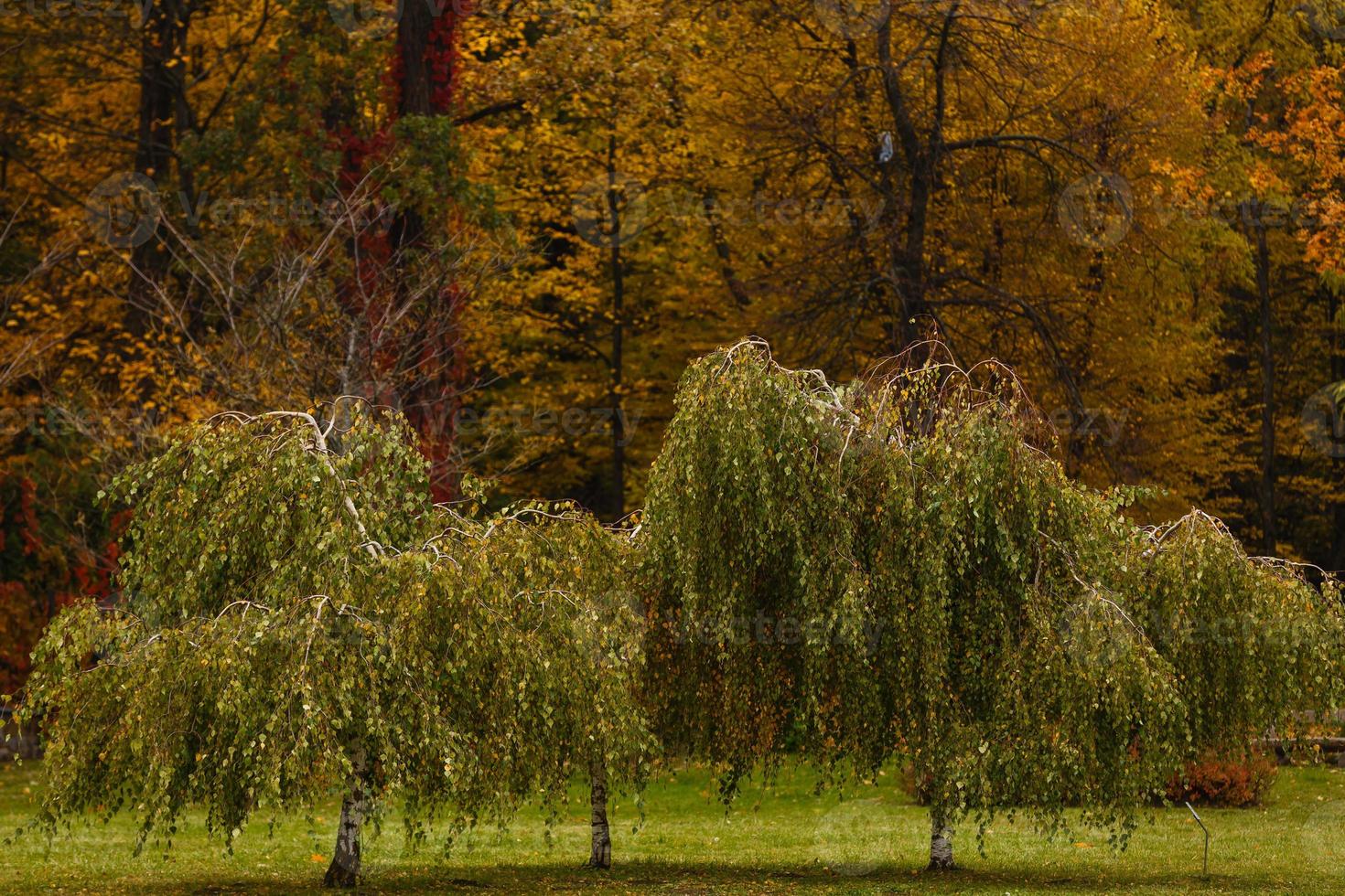 Dwarf weeping birch use in landscape design photo