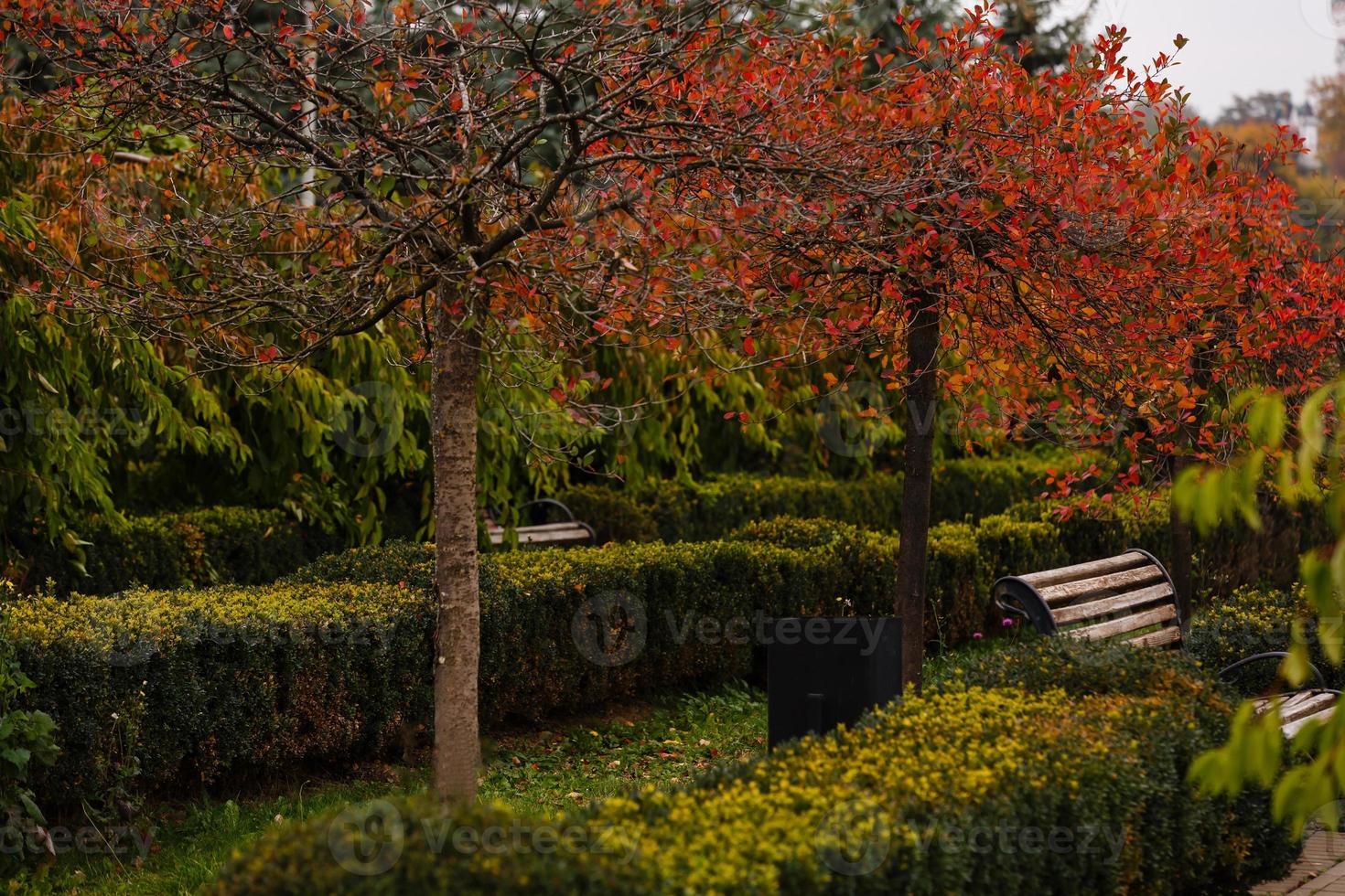 Benches stand in the autumn park during the day photo