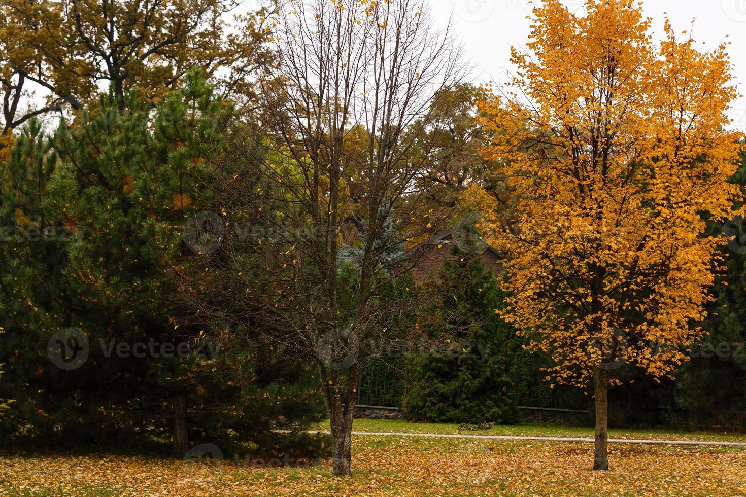 Golden autumn romantic scene with trees without, the fallen photo