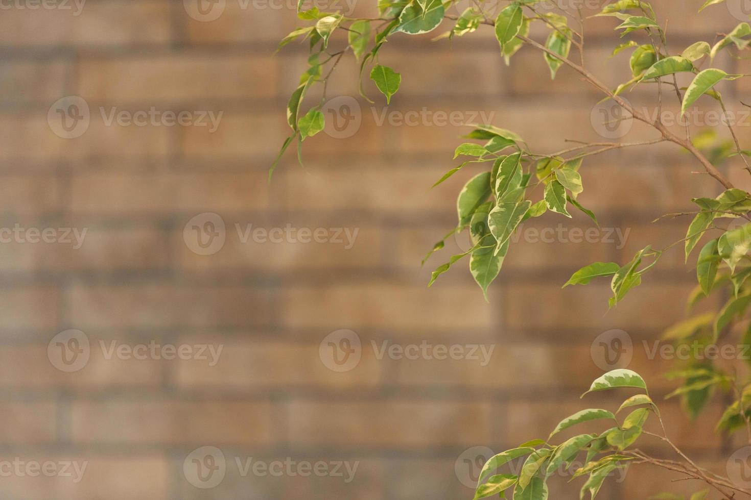 closeup view of benjamin ficus, next to the wall photo