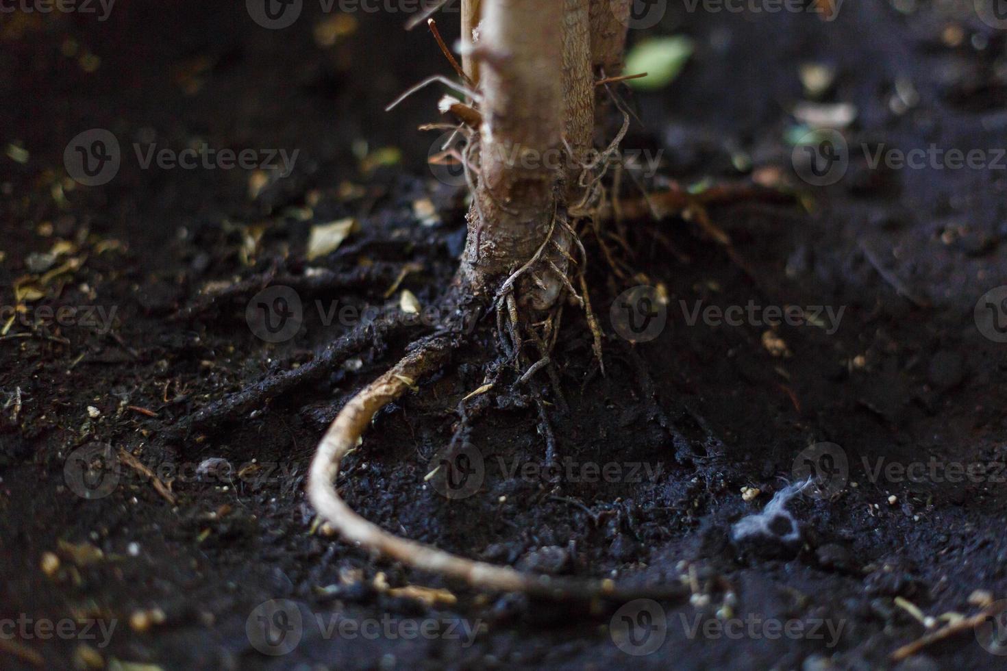 the roots of the tree came out of the earth photo