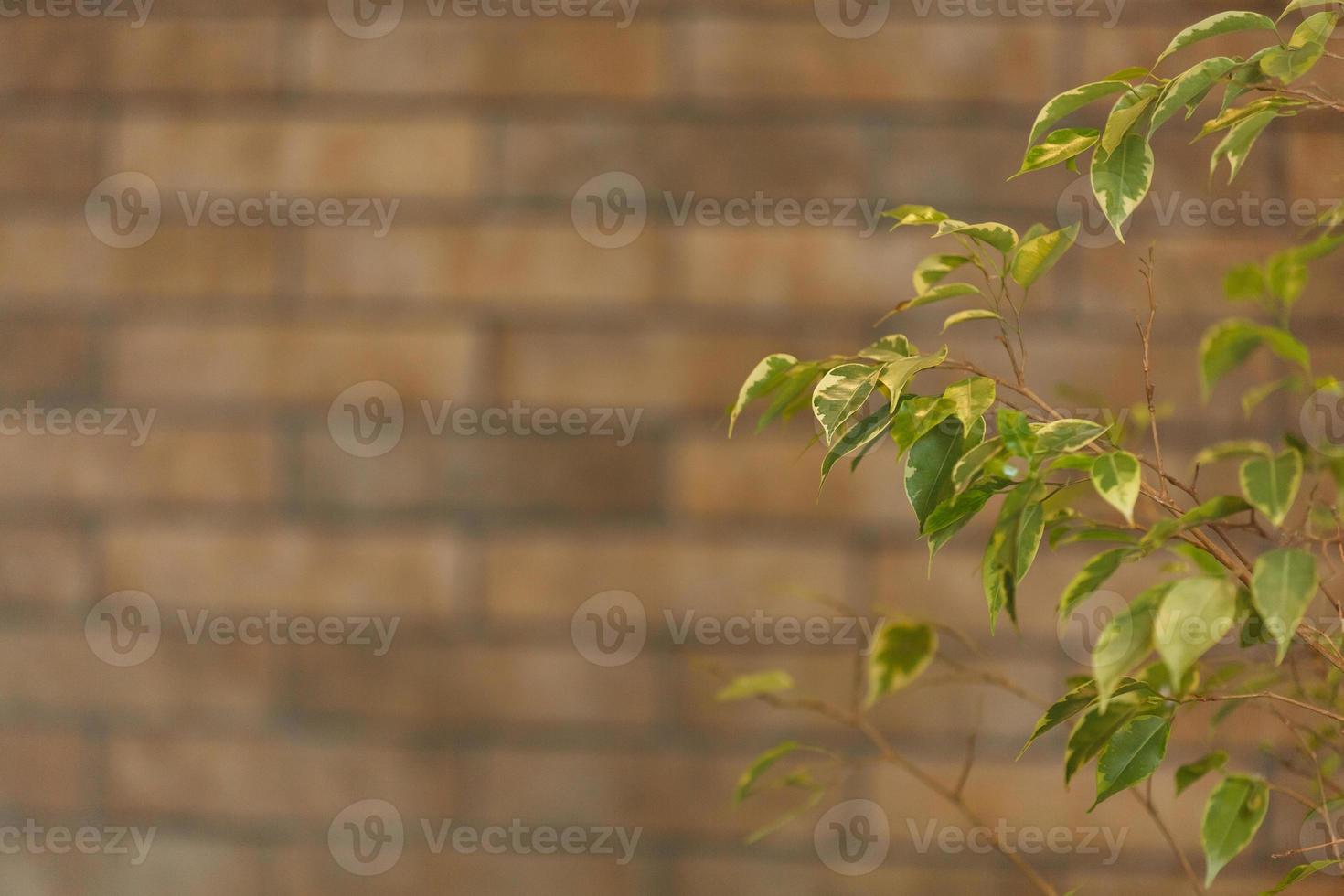 green leaves on wall brick background, ficus benjamin photo