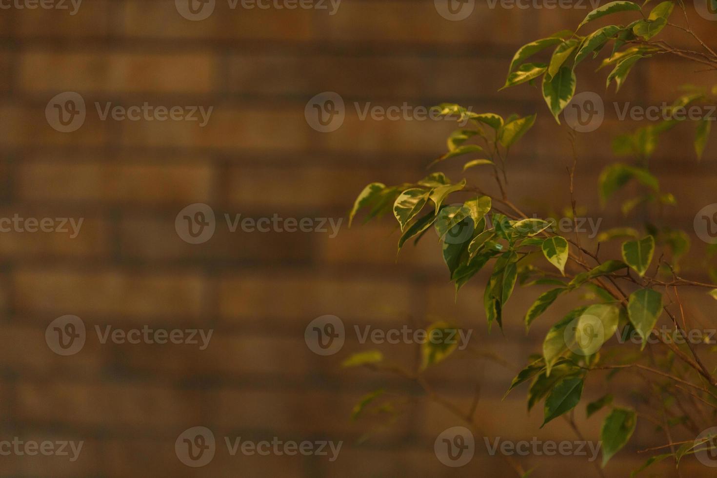hojas verdes sobre fondo de ladrillo de pared, ficus benjamin foto