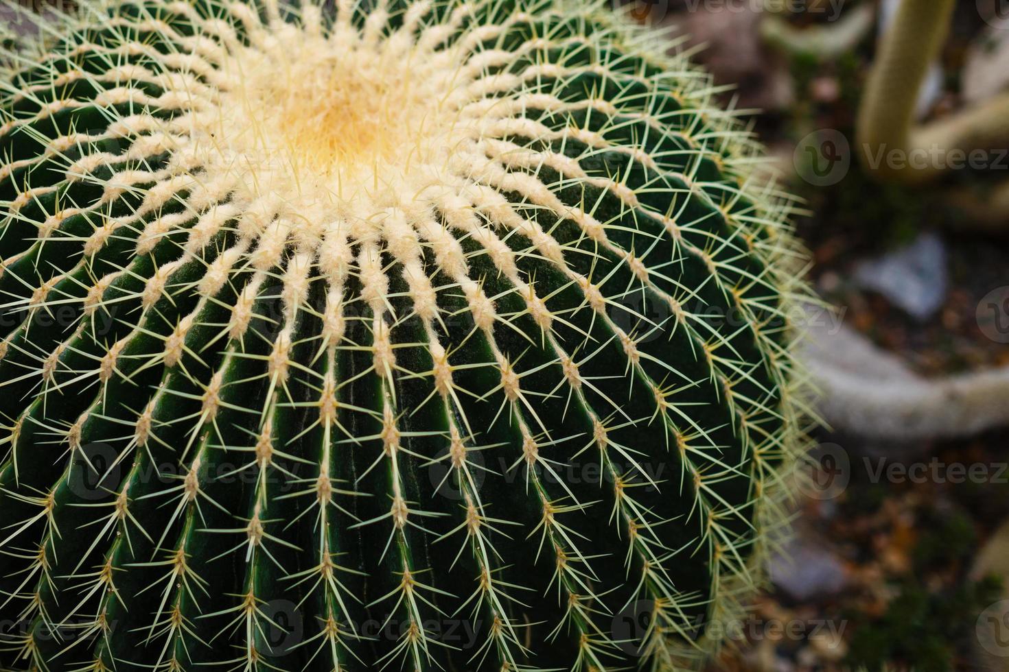 enfoque selectivo primer plano vista superior tiro en el grupo de cactus de barril dorado echinocactus grusonii foto