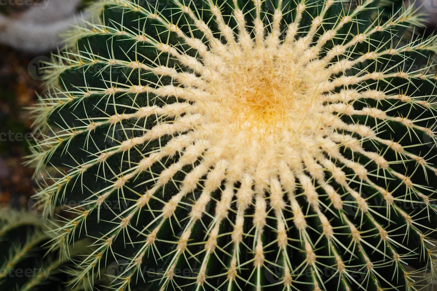 Selective focus close up top view shot on golden barrel cactus echinocactus grusonii cluster photo