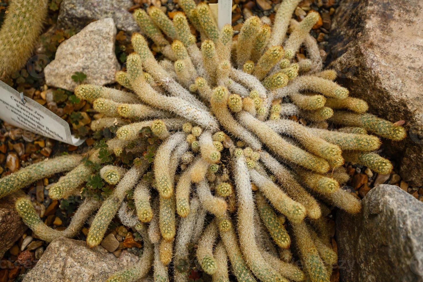 Daylight summer scene  showing the huge cactus diversity photo