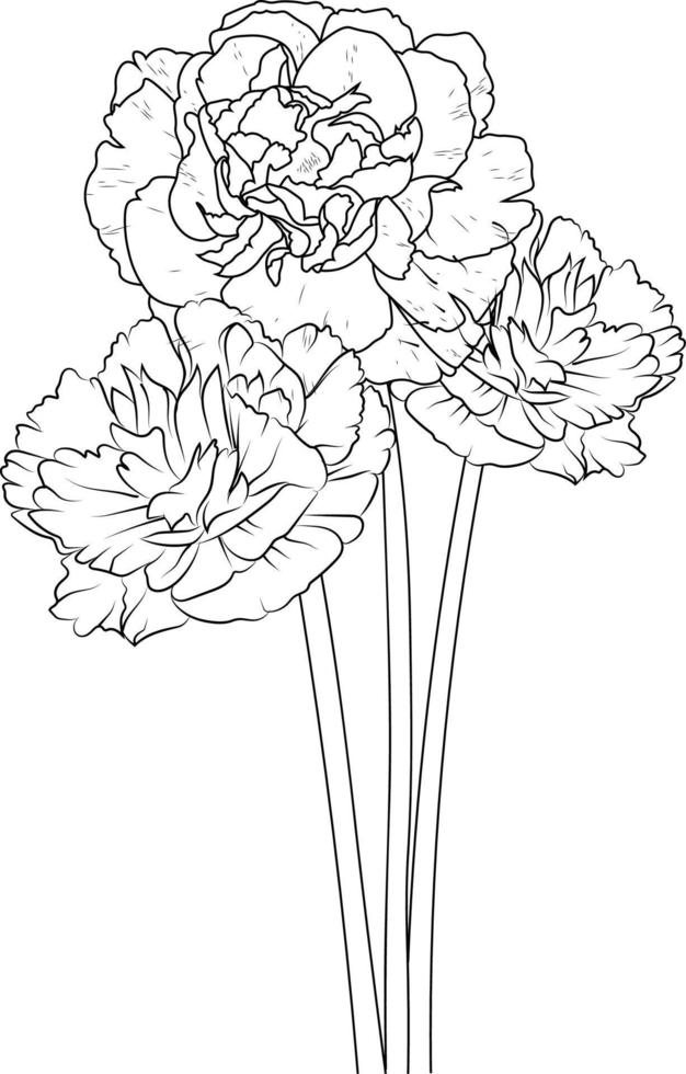 ramo de clavel, de diseño floral para tarjeta o impresión. ilustración de flores pintadas a mano aislada en fondos blancos, páginas para colorear florales de tinta grabada y libros para imprimir. 17657694 ramo-de-clavel-de-dise-o-floral-para-tarjeta-o-impresi-n-ilustraci-n-de-flores-pintadas-a-mano-aislada-en-fondos-blancos-p-ginas-para-colorear-florales-de-tinta-grabada-y-libros-para-imprimir-17657694