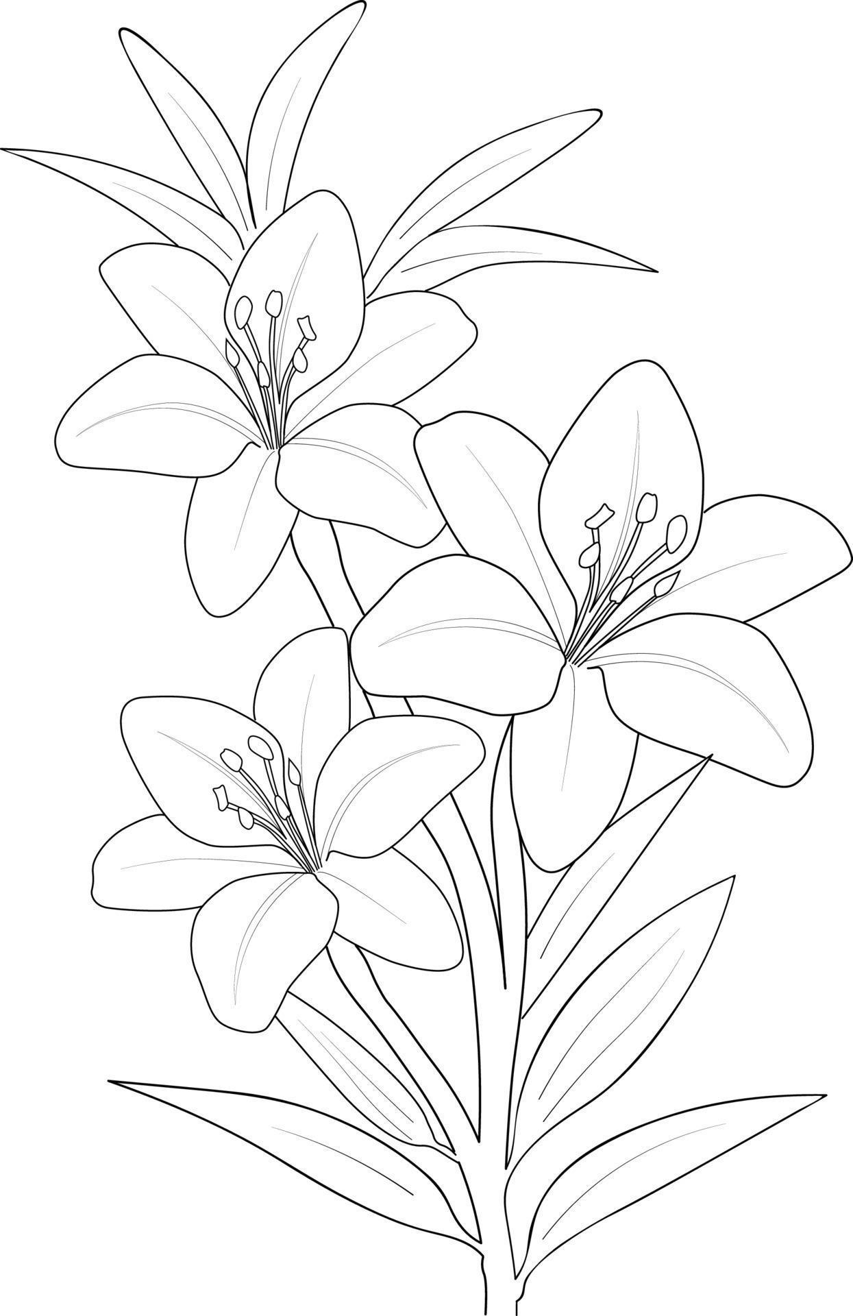 Black and white outline vector coloring book page for adults and