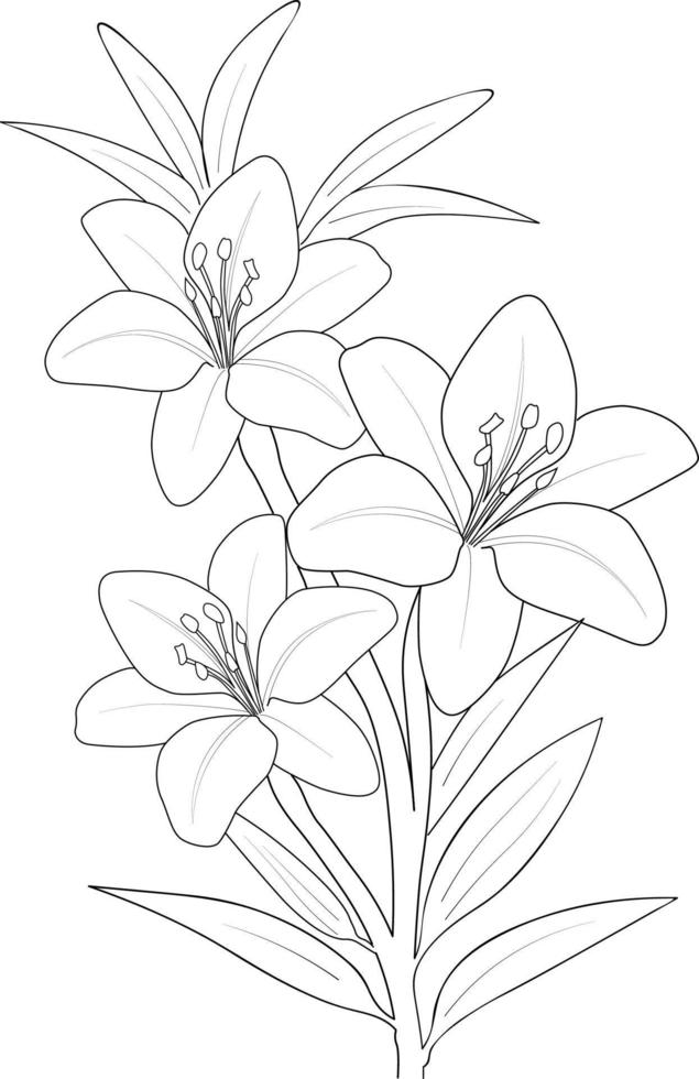 Black and white outline vector coloring book page for adults and children flowers lilies lilium with leaves.