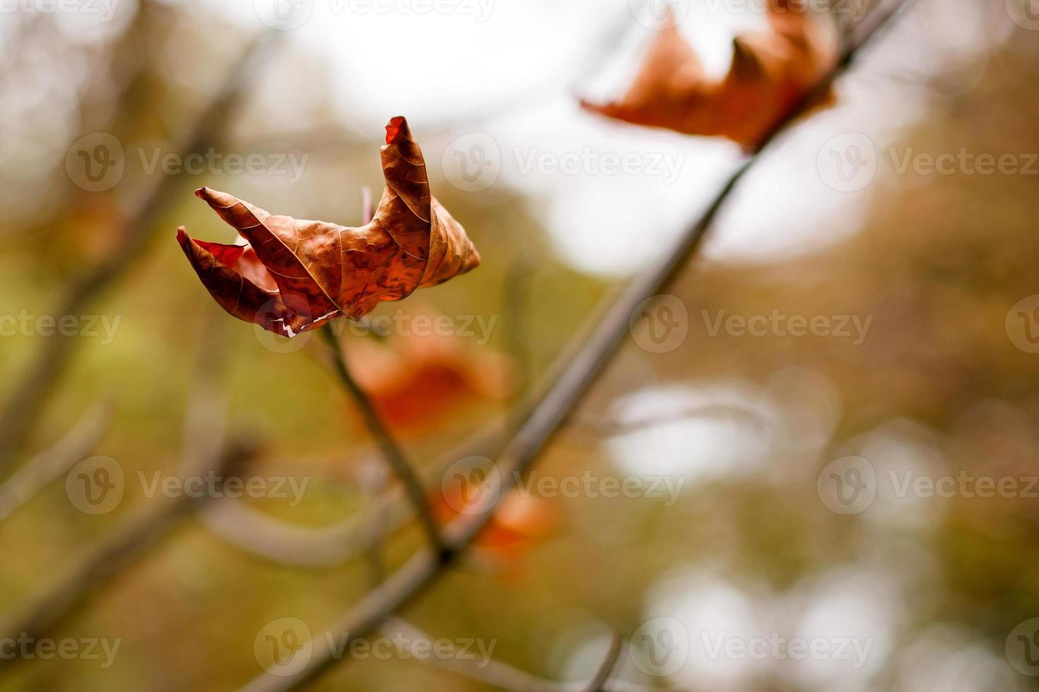 Yellow maple leaf on the ground in autumn sunlight photo