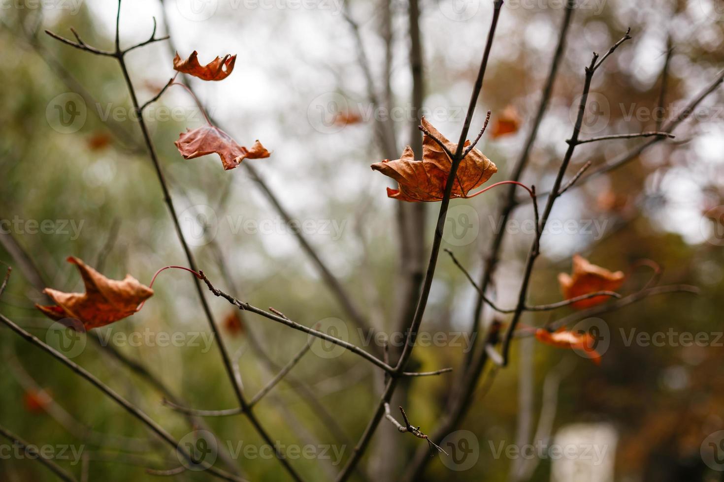 yellow leaf on the tree photo