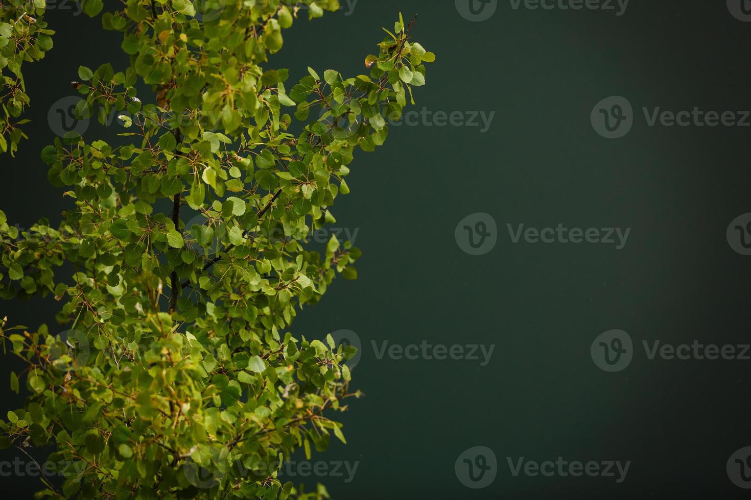 Green leaves background photo