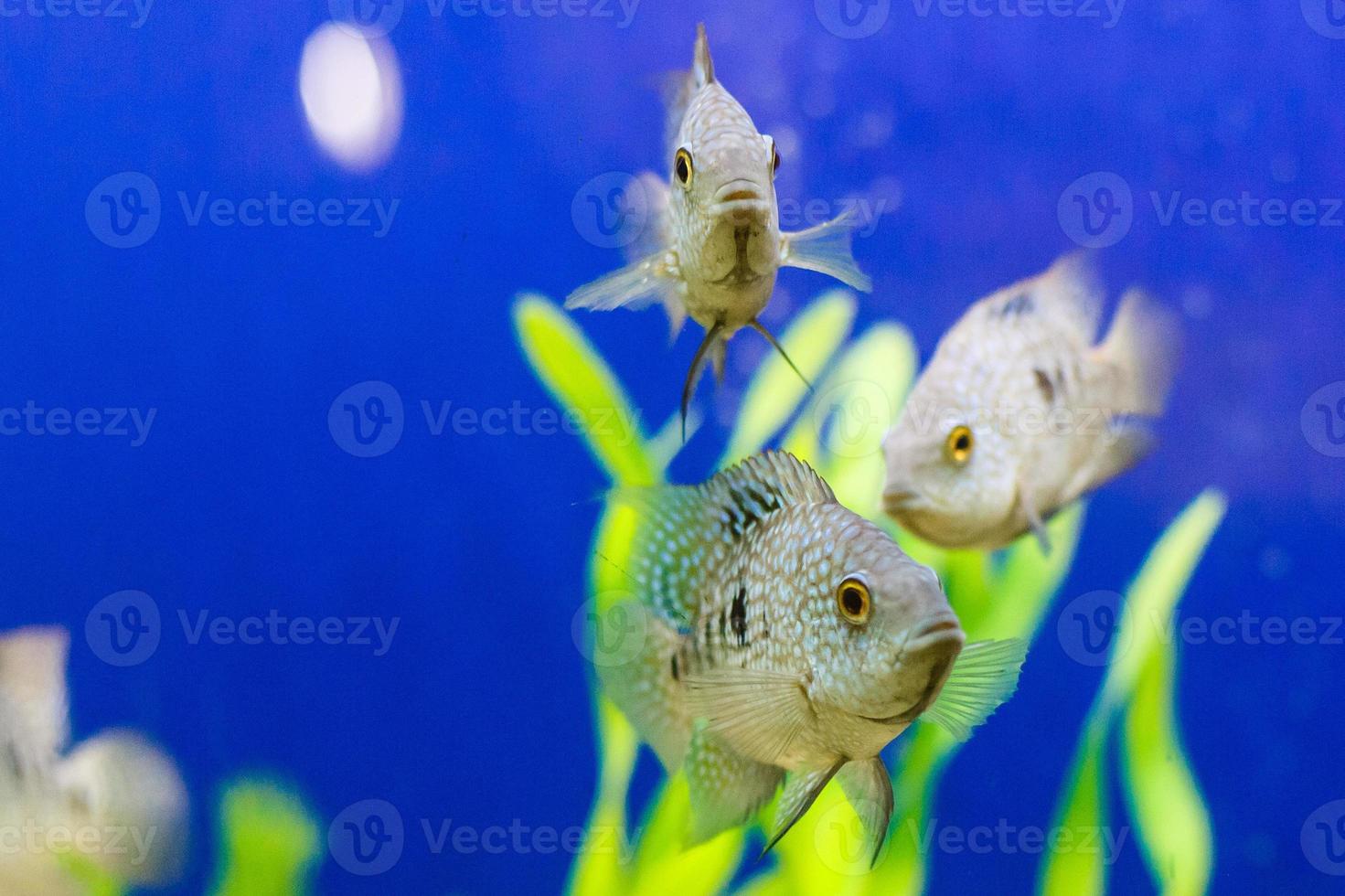 peces tropicales en la vibrante escena submarina de los arrecifes de coral foto