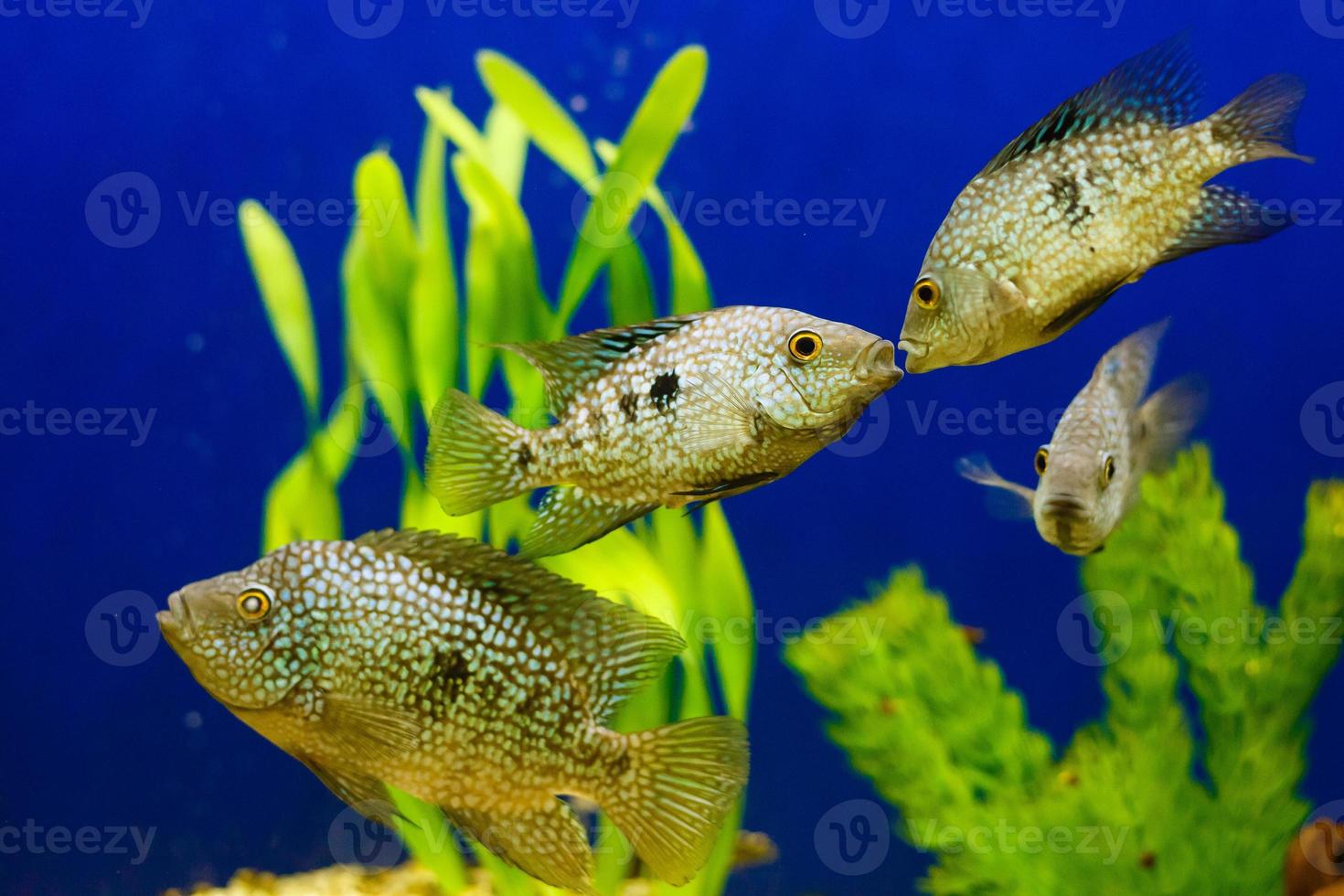 un par de peces en un arrecife de coral peces de coral se están besando foto