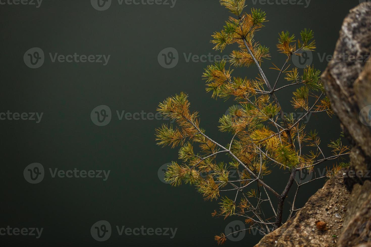 Yellow and orange needle leaves on pine branch with rim lighting photo