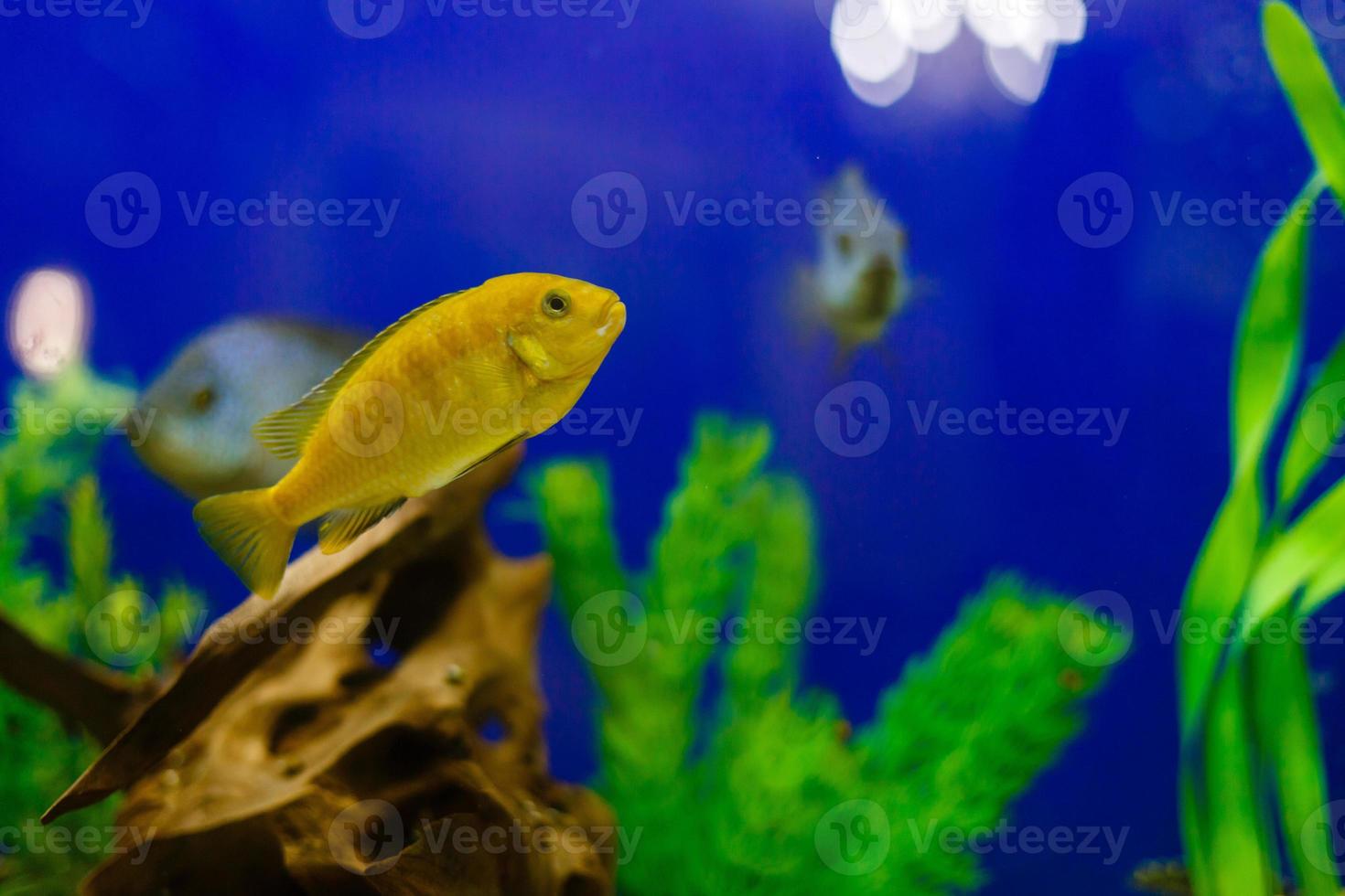 pez amarillo en el arrecife de coral peces que mantienen el fondo del agua azul foto