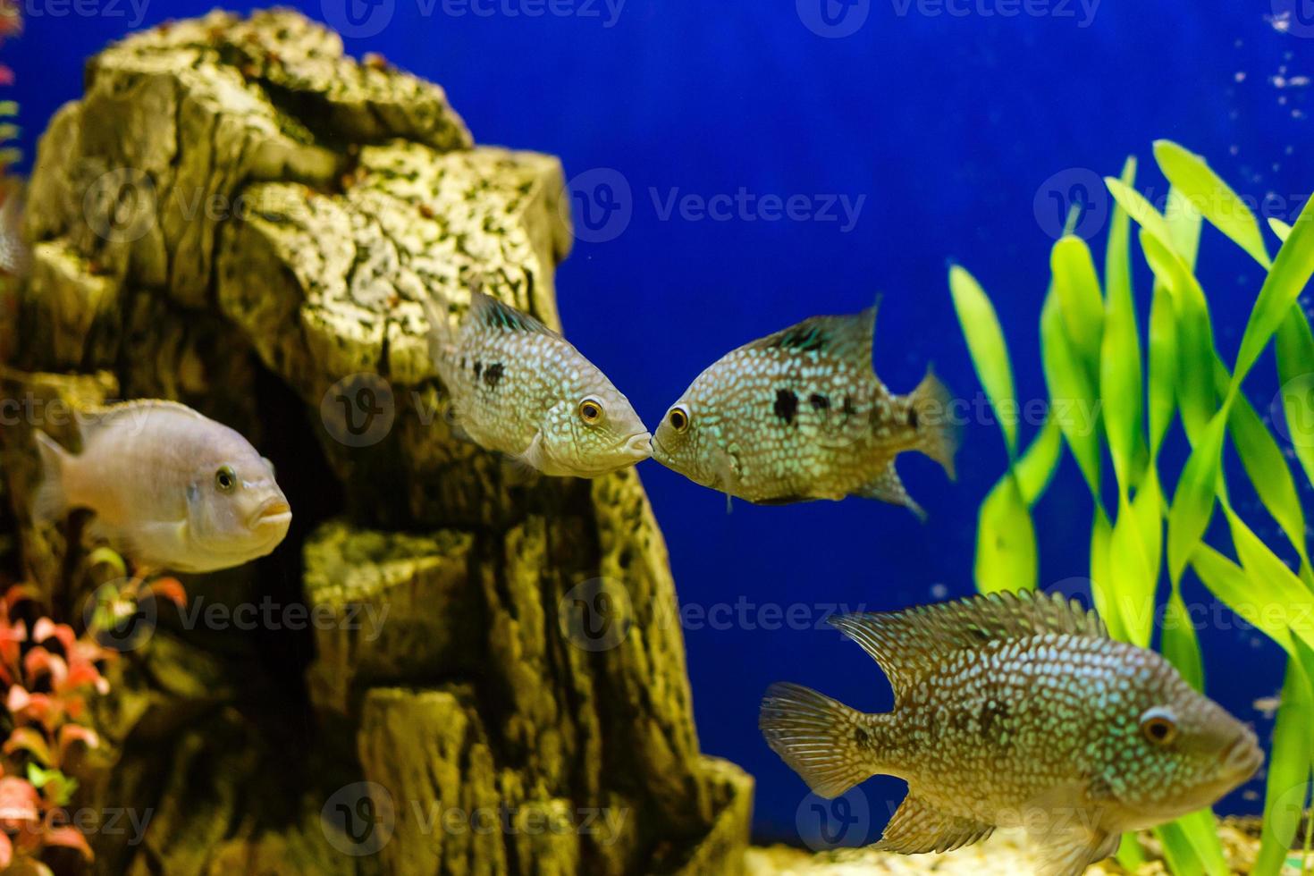 un par de peces en un arrecife de coral peces de coral se están besando foto