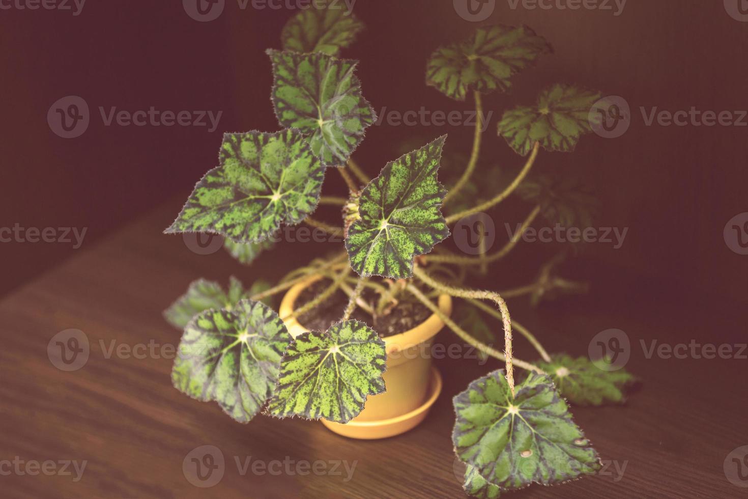 Green leaves of plant begonia rex putz commonly known as king begonia photo