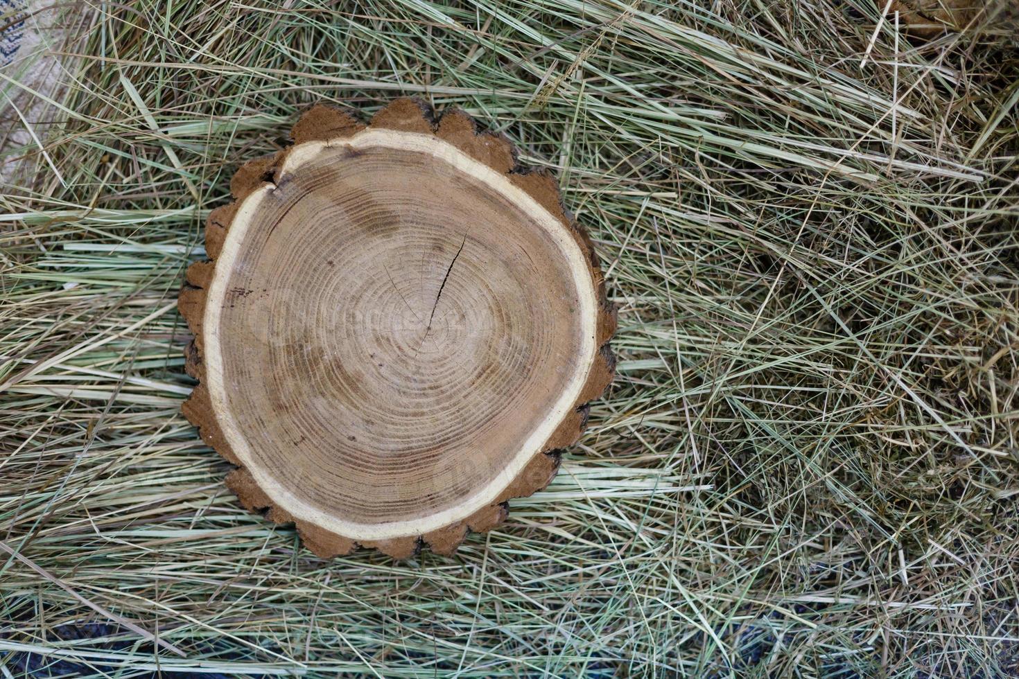 Closeup photo of tree trunks lying on hay Wooden saws Cross section of the tree