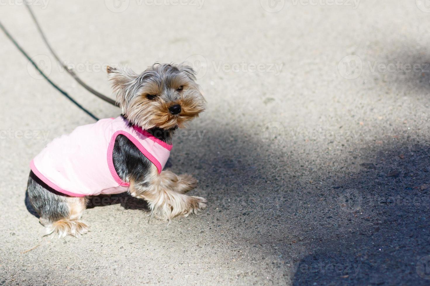 yorkshire terrier con correa foto