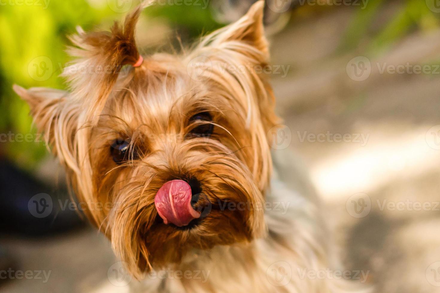 perro yorkshire terrier foto