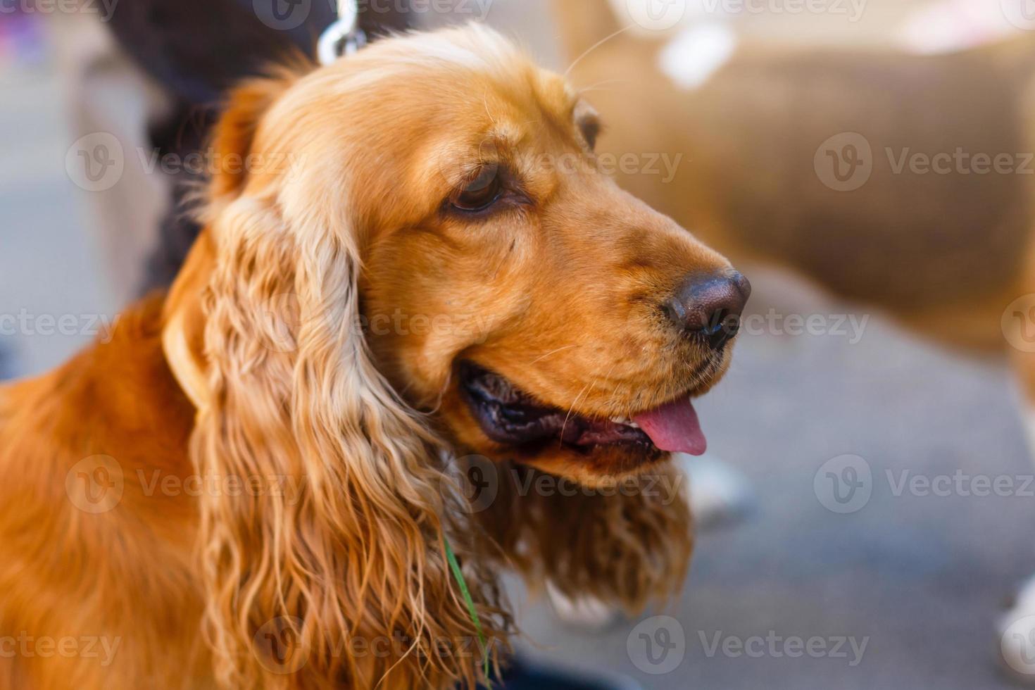 portrait of a beautiful purebred cocker spaniel, focus on the eyes photo
