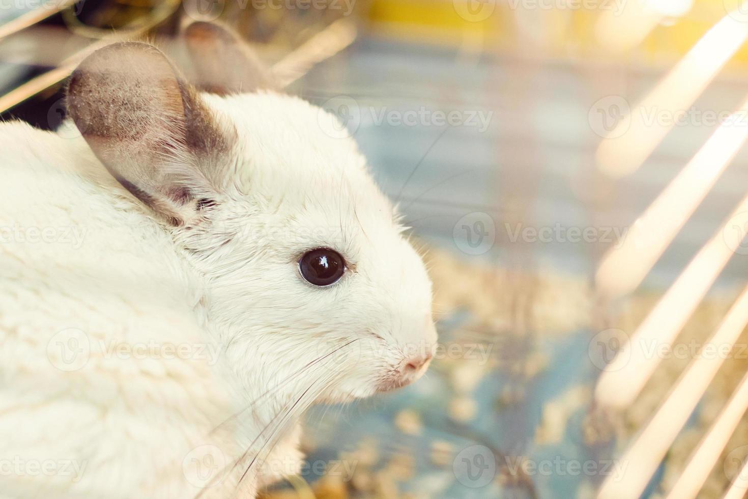 chinchilla en una jaula foto