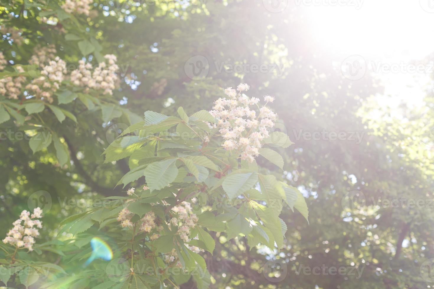 branches of blossoming chestnut tree with sun beams photo